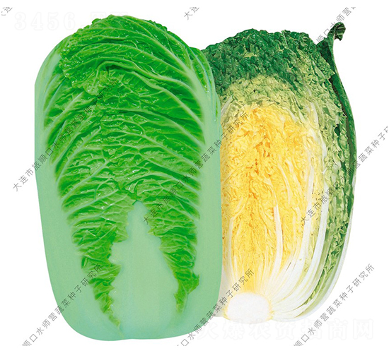 秋皇-白菜種子-水師營(yíng)