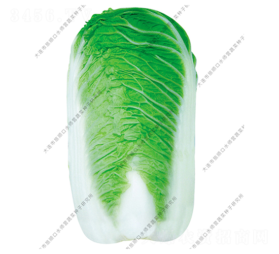 æ°´å¸«ç‡Ÿ10è™Ÿ-ç™½èœç¨®å­-æ°´å¸«ç‡Ÿ