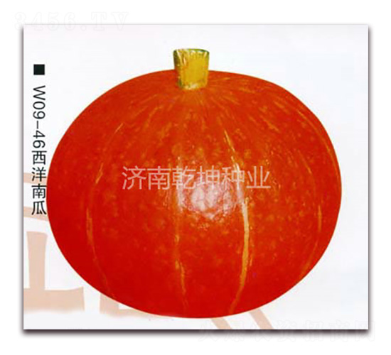 紅日-南瓜種子-乾坤種業(yè)