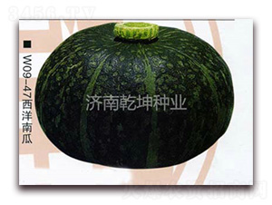 寶王-南瓜種子-乾坤種業(yè)