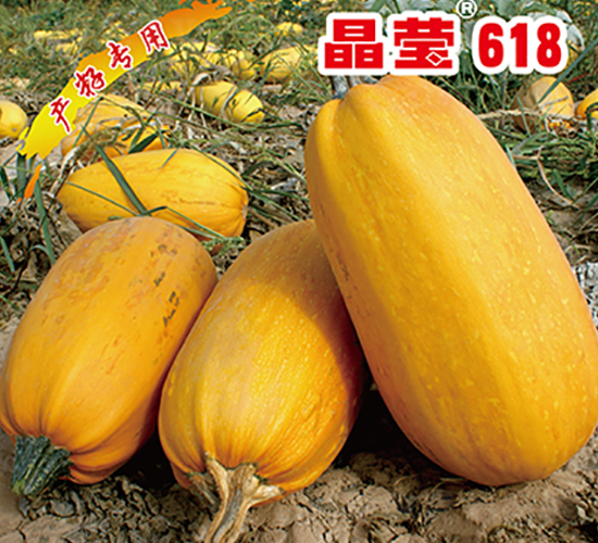 晶瑩618-西葫蘆種子-晉黎來(lái)