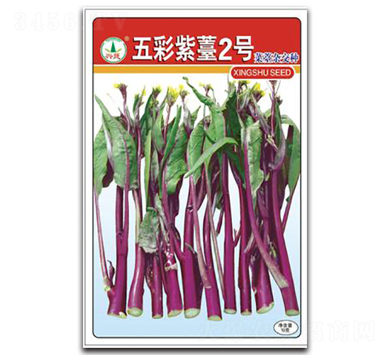 五彩紫薹2號-菜苔種子-興蔬種業(yè)