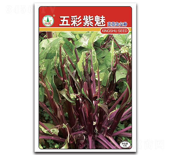 五彩紫魅-菜苔種子-興蔬種業(yè)