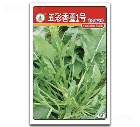 五彩香苔1號-菜苔種子-興蔬種業(yè)
