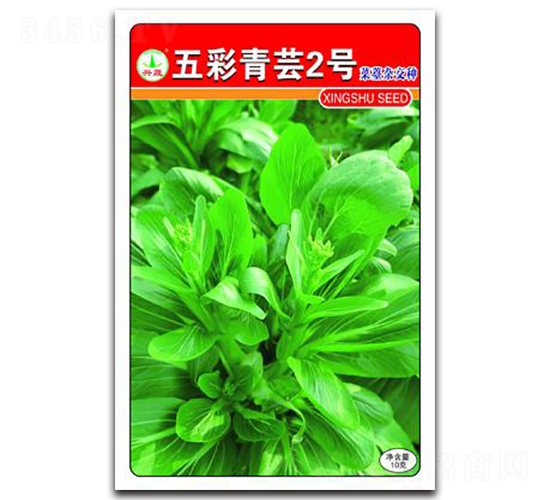 五彩青蕓2號-菜苔種子-興蔬種業(yè)