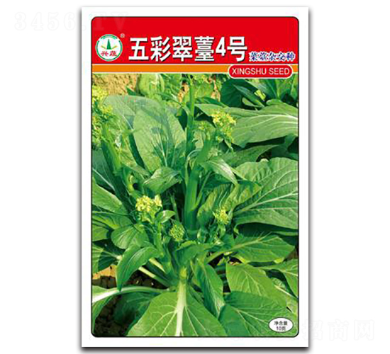 五彩翠苔4號-菜苔種子-興蔬種業(yè)