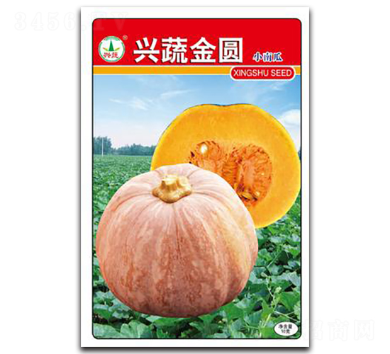 興蔬金圓-南瓜種子-興蔬種業(yè)