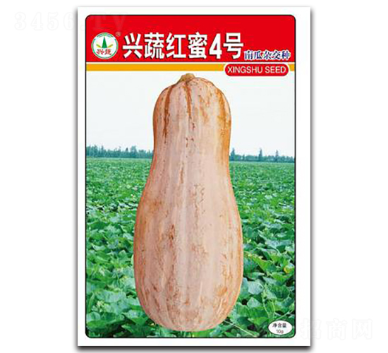 興蔬紅蜜4號(hào)-南瓜種子-興蔬種業(yè)