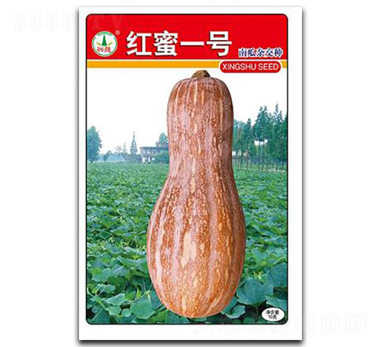 興蔬紅蜜1號(hào)-南瓜種子-興蔬種業(yè)