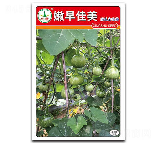 嫩早佳美-南瓜種子-興蔬種業(yè)