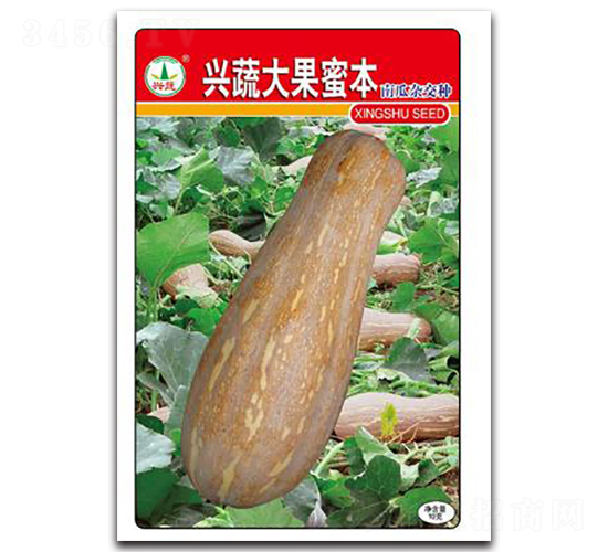興蔬大果蜜本-南瓜種子-興蔬種業(yè)