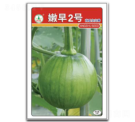 嫩早2號-南瓜種子-興蔬種業(yè)