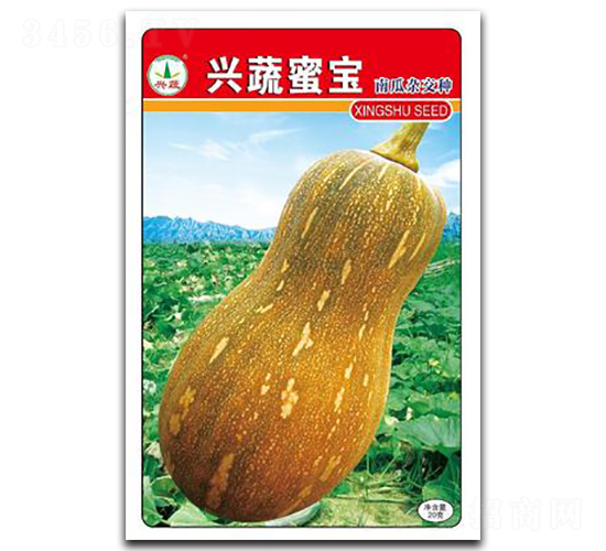 興蔬蜜寶-南瓜種子-興蔬種業(yè)