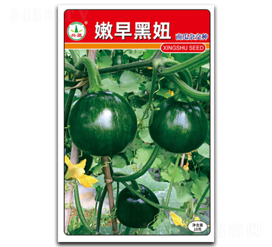 嫩早黑妞-南瓜種子-興蔬種業(yè)