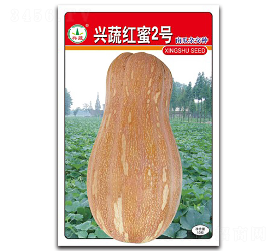 興蔬紅蜜2號(hào)-南瓜種子-興蔬種業(yè)