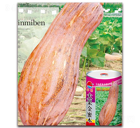 大果金蜜本-南瓜種子-華農(nóng)種業(yè)