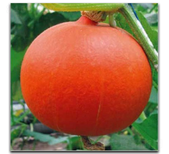 紅金寶-南瓜種子-徽大農(nóng)業(yè)