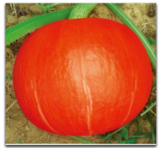 紅豐603-南瓜種子-徽大農(nóng)業(yè)