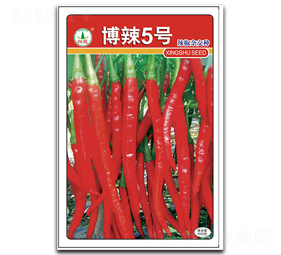 博辣5號-辣椒種子-興蔬種業(yè)