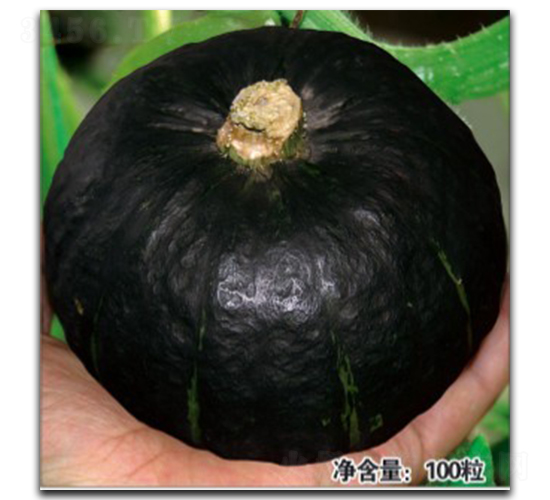黑小玉-南瓜種子-徽大農(nóng)業(yè)