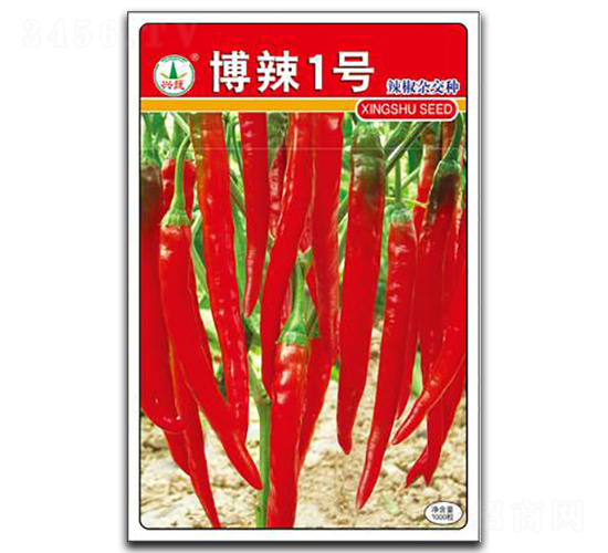 博辣1號-辣椒種子-興蔬種業(yè)