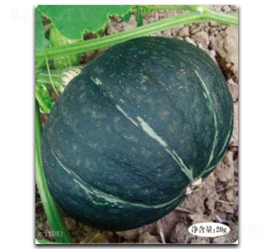 黑美玉-南瓜種子-徽大農(nóng)業(yè)