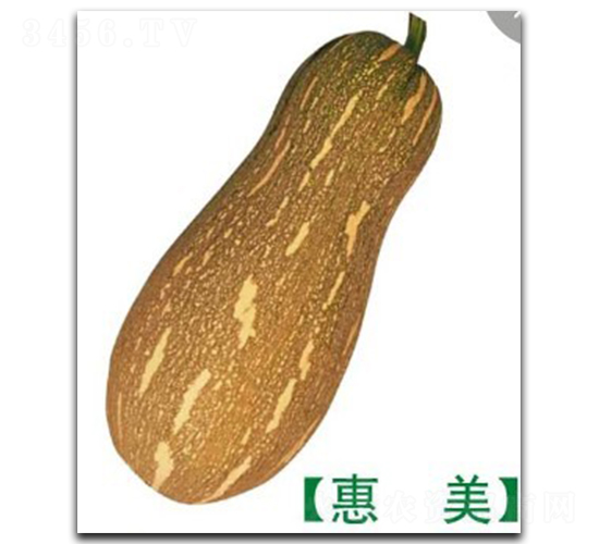 惠美南瓜-南瓜種子-徽大農(nóng)業(yè)