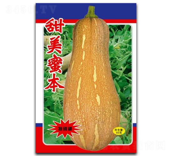 甜美密本-南瓜種子-徽大農(nóng)業(yè)
