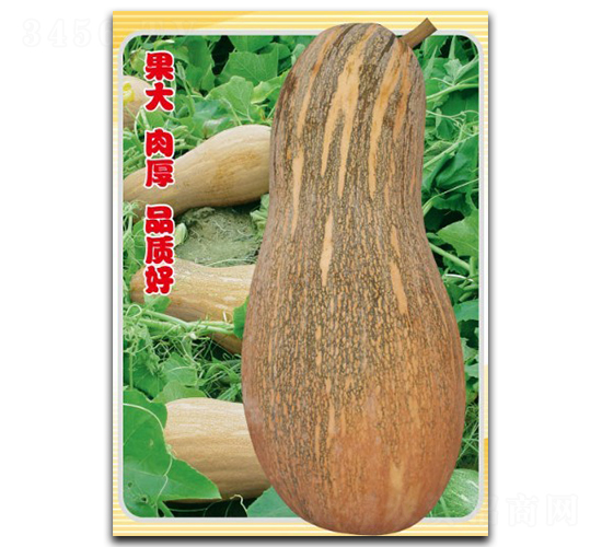 金豐密本-南瓜種子-徽大農業(yè)