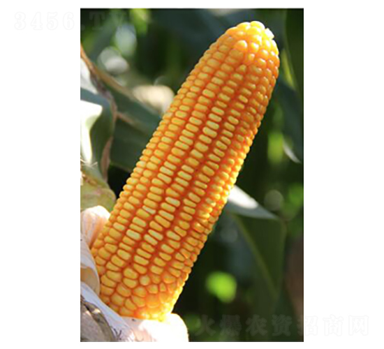 德單5號-玉米種子-德農(nóng)種業(yè)