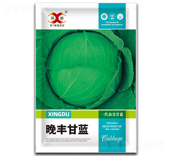 晚豐-甘藍種子-邢研種業(yè)
