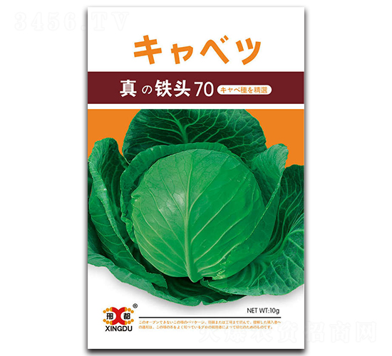 真鐵頭70-甘藍種子-邢研種業(yè)