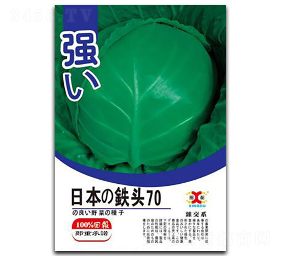 日本鐵頭70-甘藍(lán)種子-邢研種業(yè)