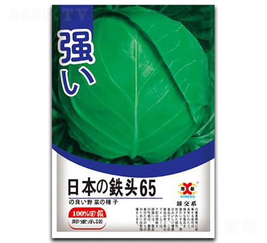 日本鐵頭65-甘藍種子-邢研種業(yè)