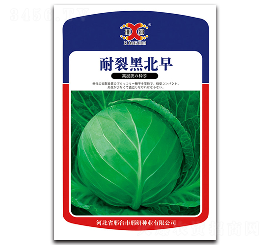 耐裂黑北早-甘藍(lán)種子-邢研種業(yè)