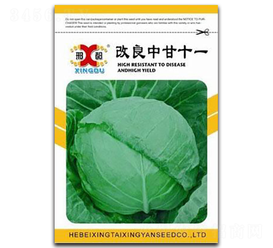 改良中甘十一號-甘藍(lán)種子-邢研種業(yè)