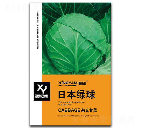 日本綠球-甘藍(lán)種子-邢研種業(yè)