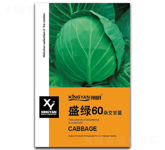 盛綠60-甘藍種子-邢研種業(yè)