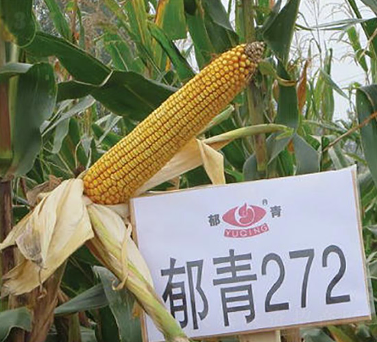 éƒé’272-çŽ‰ç±³ç¨®å­-ä¹åœ£ç¦¾ç¨®æ¥­(yÃ¨)