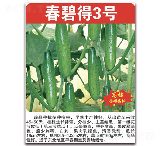 春碧得3號(hào)-黃瓜種子-美好種苗