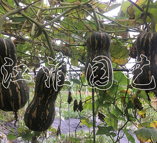 玲瓏1號-南瓜種子-江淮園藝