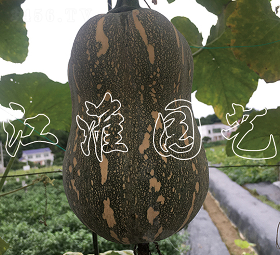 玲瓏2號-南瓜種子-江淮園藝