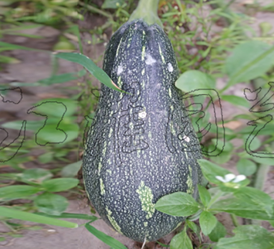 香芋2號-南瓜種子-江淮園藝