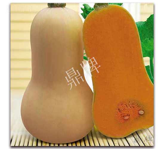 袖珍蜜本1號-南瓜種子-鼎牌種苗