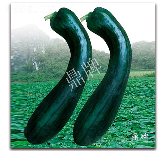 黑龍南瓜-南瓜種子-鼎牌種苗