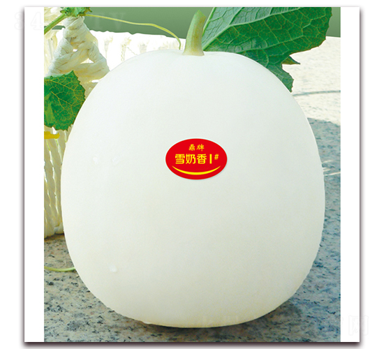 雪奶香1號-甜瓜種子-鼎牌種苗