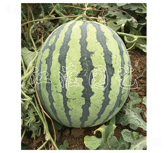 ç²¾å½©4è™Ÿ-è¥¿ç“œç¨®å­-æ±Ÿæ·®åœ’è—