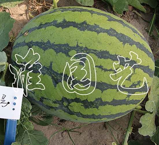 糖王9號(hào)-西瓜種子-江淮園藝