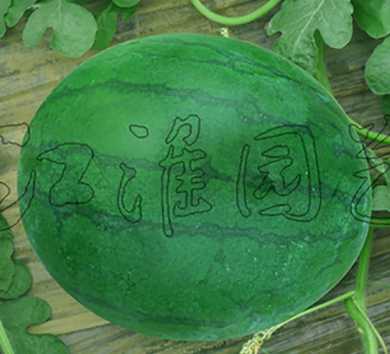 無籽4號-西瓜種子-江淮園藝