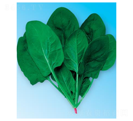 綠優(yōu)秀3號(hào)-菠菜種子-微萌種業(yè)